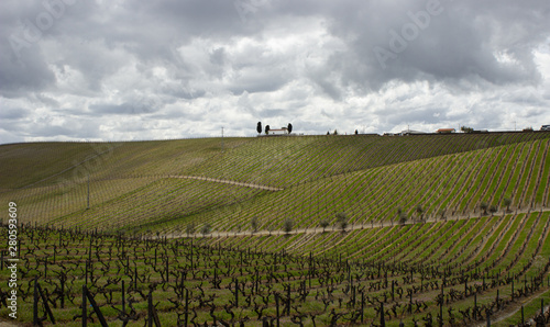 Konstfotografi Vineyard for wine production in Sao Joao da Pesqueira, Viseu, Portugal