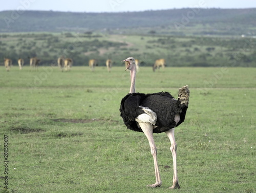 Male Ostrich yawning in Lake Nakuru National Park