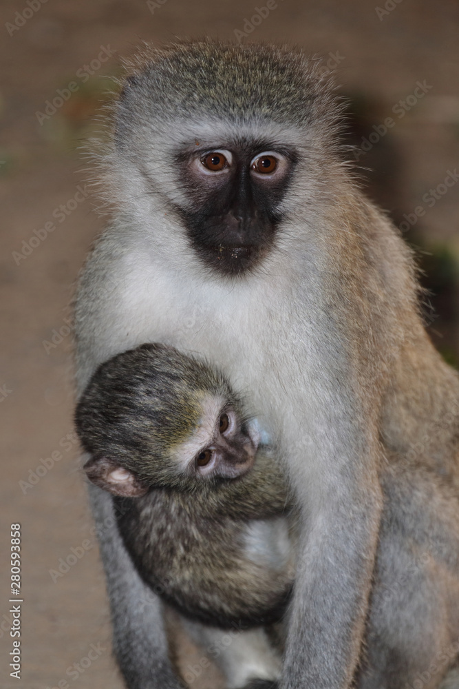 Grüne Meerkatze / Vervet Monkey / Cercopithecus aethiops Grüne Meerkatze / Vervet Monkey / Cercopithecus aethiops