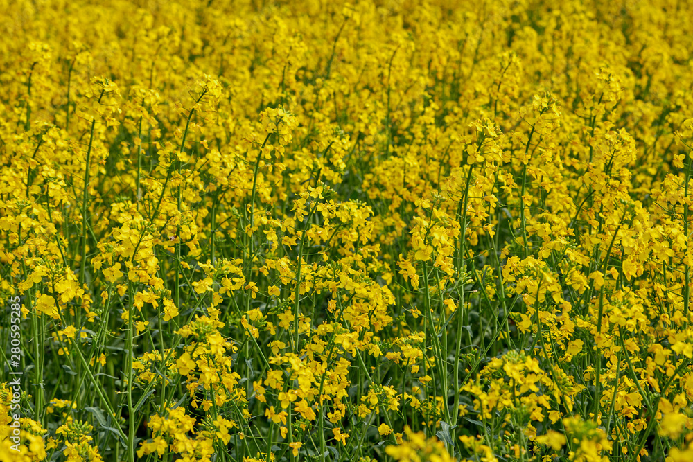 Rapeseed Rapeseed