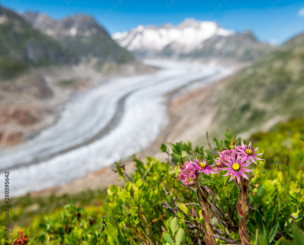 Obraz premium view over the mighty Aletsch Glacier in Switzerland with red wildflowers