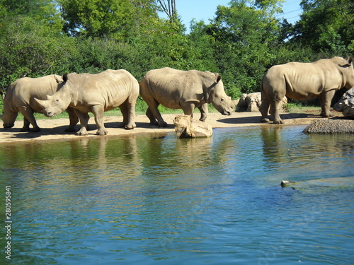 Rhinos at the pool