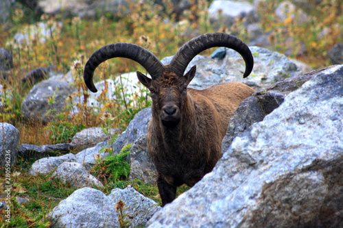 Caucasus. Bezengi gorge. Mountain goat.
