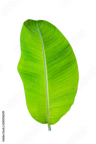 Isolate of banana leaf on white background