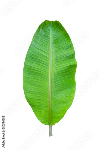 Isolate of banana leaf on white background