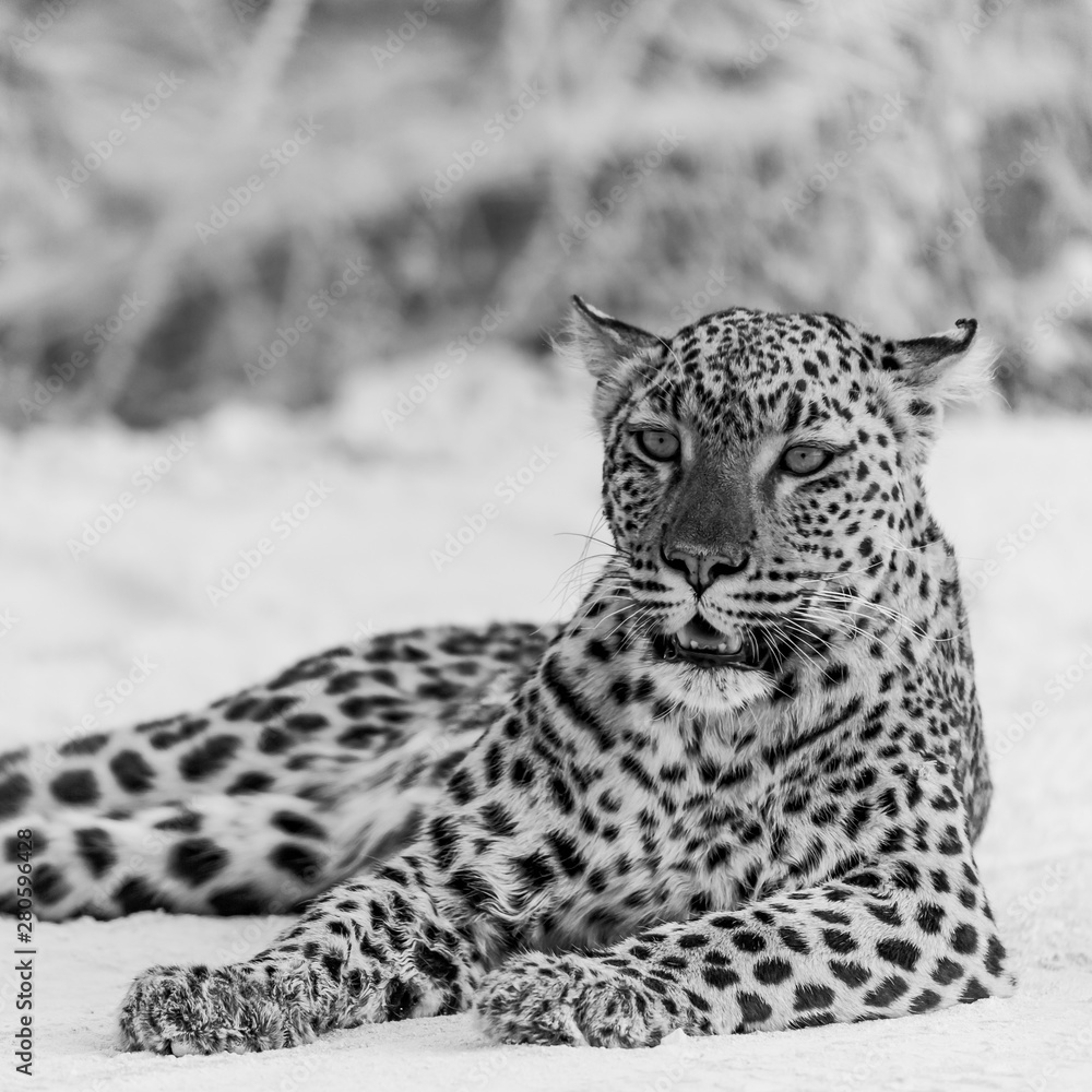 Obraz premium portrait of a leopard