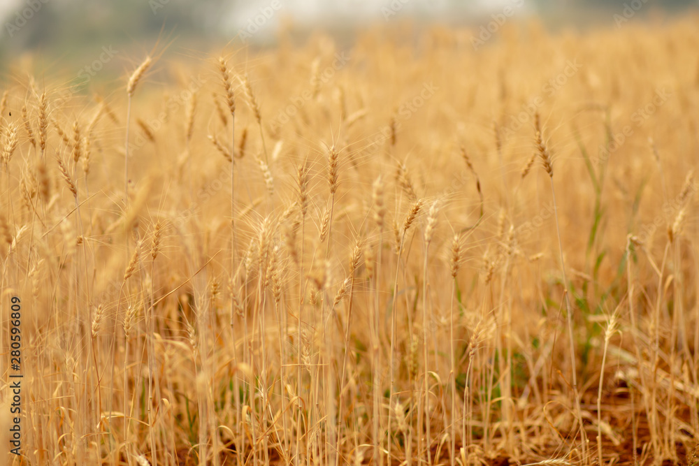 Wheat crop field. Ears of golden wheat close up. Ripening ears of wheat field background. Rich harvest Concept. Wheat crop field. Ears of golden wheat close up. Ripening ears of wheat field background. Rich harvest Concept.