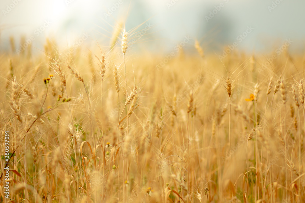 Wheat crop field. Ears of golden wheat close up. Ripening ears of wheat field background. Rich harvest Concept. Wheat crop field. Ears of golden wheat close up. Ripening ears of wheat field background. Rich harvest Concept.