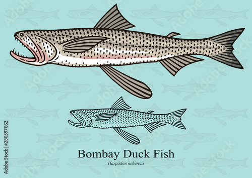 Bombay Duck Fish. Vector illustration with refined details and optimized stroke that allows the image to be used in small sizes (in packaging design, decoration, educational graphics, etc.)
