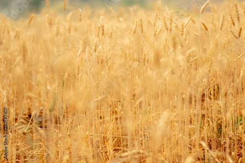 Wheat crop field. Ears of golden wheat close up. Ripening ears of wheat field background. Rich harvest Concept.