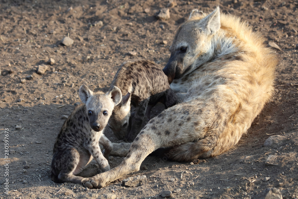 Obraz premium Tüpfelhyäne / Spotted Hyaena / Crocuta crocuta.