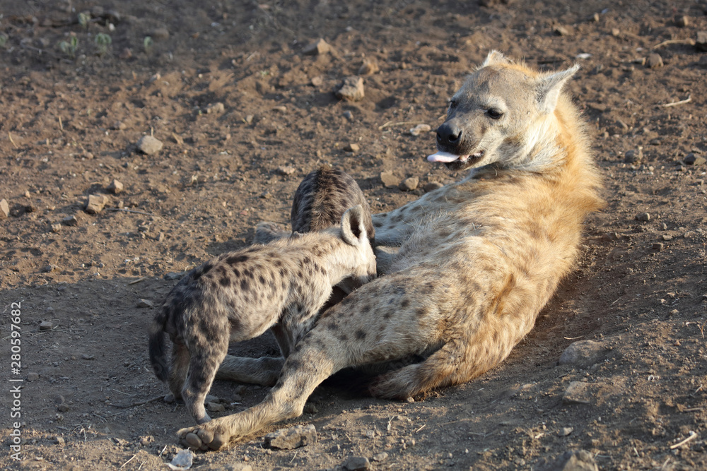 Obraz premium Tüpfelhyäne / Spotted Hyaena / Crocuta crocuta.