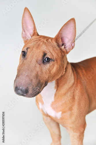 Bull terrier on a white background © Ксения Бурцева