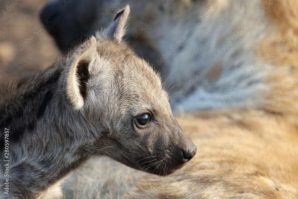 Tüpfelhyäne / Spotted Hyaena / Crocuta crocuta. Tüpfelhyäne / Spotted Hyaena / Crocuta crocuta.