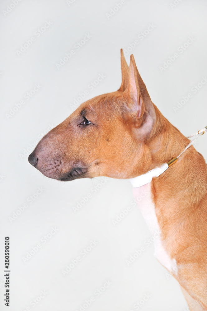 Bull terrier on a white background Bull terrier on a white background