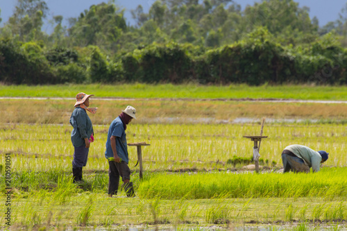 Thai farmer in rice field