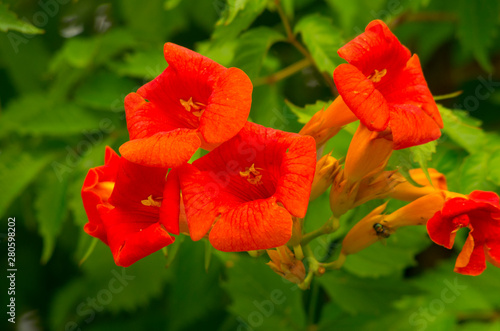 orange flower, chinese trumpet creeper © Hakgoo