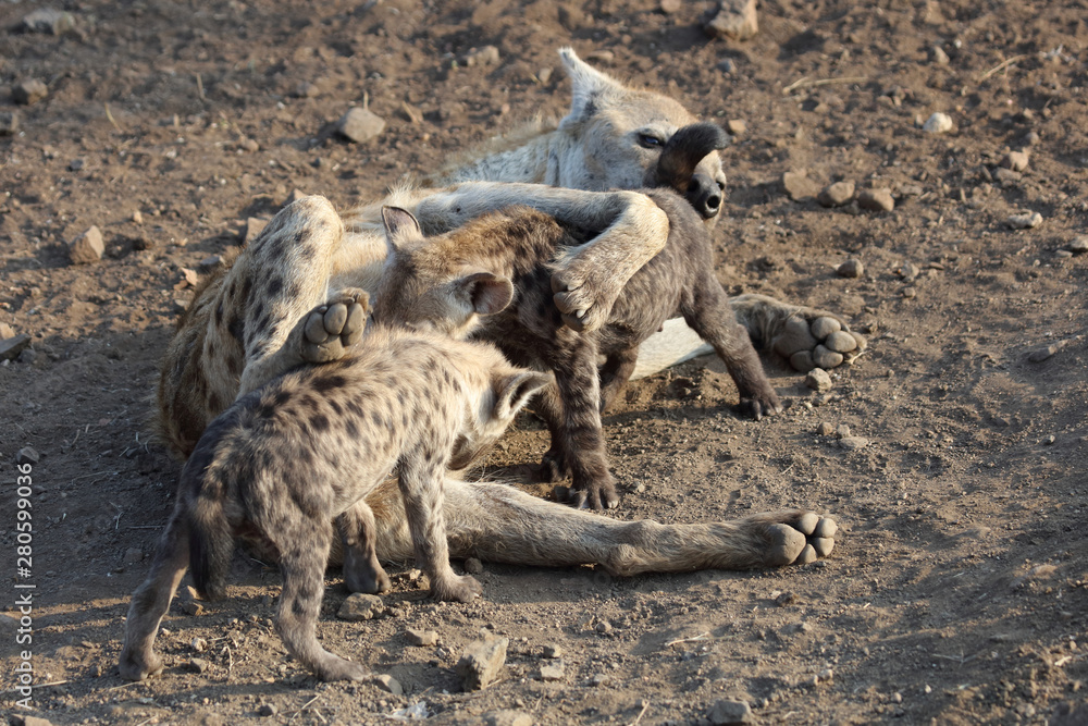 Tüpfelhyäne / Spotted Hyaena / Crocuta crocuta. Tüpfelhyäne / Spotted Hyaena / Crocuta crocuta.