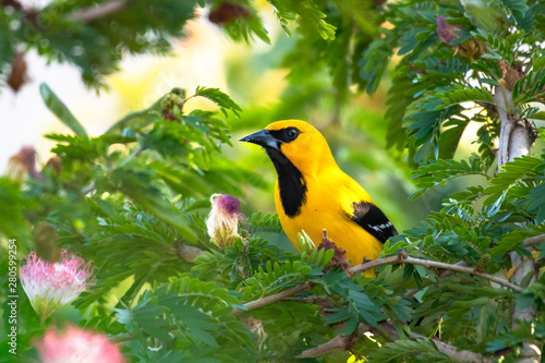 Obraz na płótnie A Yellow Oriole, Icterus nigrogularis, bird perched in a Calliandra tree (Powderpuff ) with pink flowers