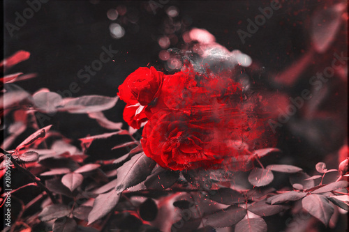 desintegrado flor rosa rojo naturaleza