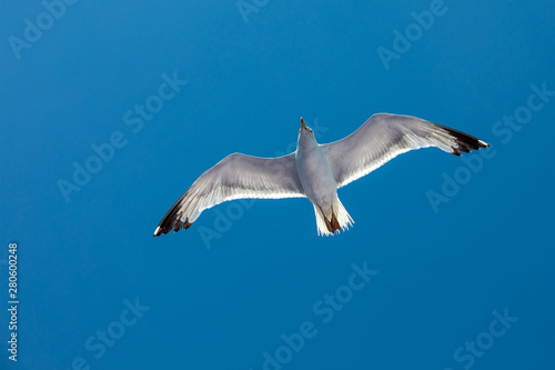 A majestic seagull flying in a clear blu sky in summer season at Thasos Island in Greece