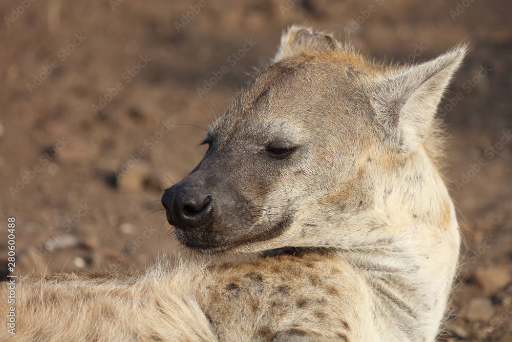 Tüpfelhyäne / Spotted hyaena / Crocuta crocuta Tüpfelhyäne / Spotted hyaena / Crocuta crocuta