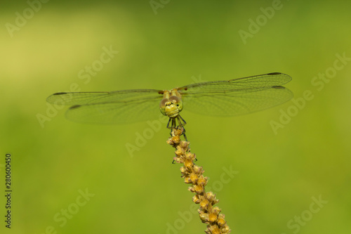 Dragonfly in the nature. Beautiful vintage nature scene with dragonfly outdoor