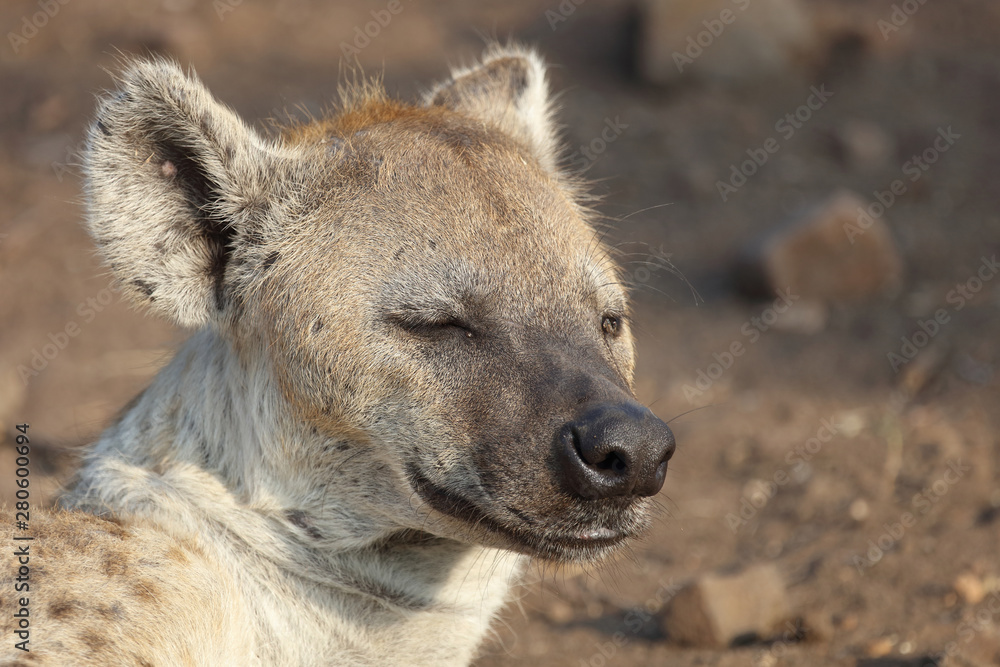 Tüpfelhyäne / Spotted hyaena / Crocuta crocuta Tüpfelhyäne / Spotted hyaena / Crocuta crocuta