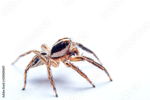 Side view of the jumping spider on white background. Close up of the side corner of the jumping spider on white paper background. © witsawat