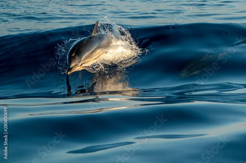 striped Dolphins while jumping in the deep blue sea