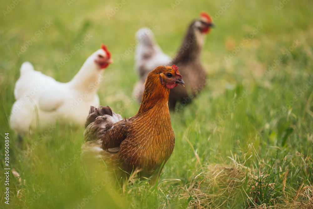 Fototapeta premium Chicken hen in field summer