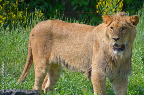 The lion is one of the four big cats in the genus Panthera, and a member of the family Felidae. With some males exceeding 250 kg (550 lb) in weight, it is the second-largest living cat after the tiger photo