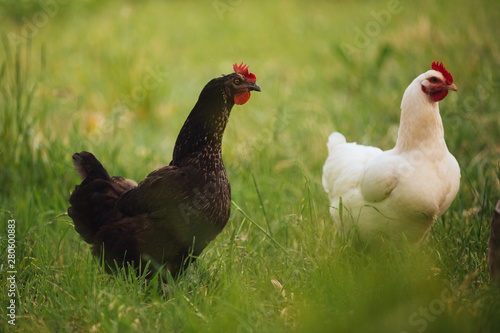 Chicken hen in field summer