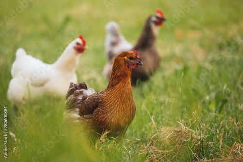 Chicken hen in field summer