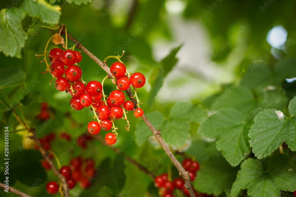 Ripe red currant hangs from a branch surrounded by green leaves. Ready for harvest. Ripe red currant hangs from a branch surrounded by green leaves. Ready for harvest.
