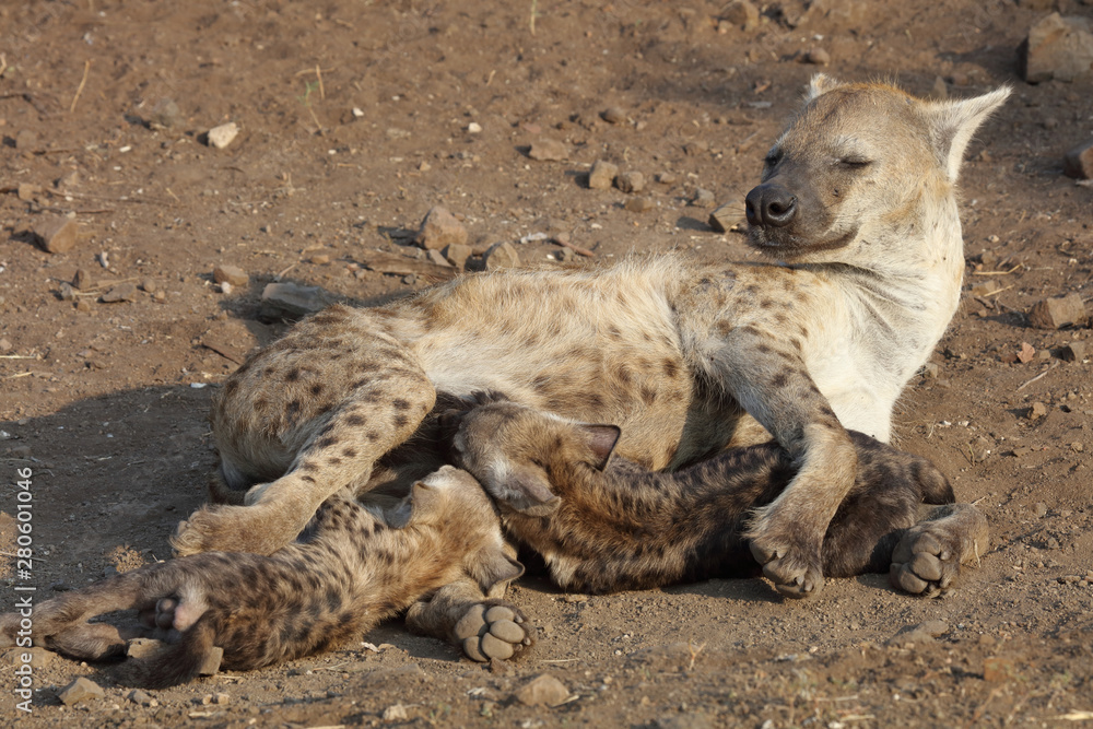 Tüpfelhyäne / Spotted Hyaena / Crocuta crocuta. Tüpfelhyäne / Spotted Hyaena / Crocuta crocuta.