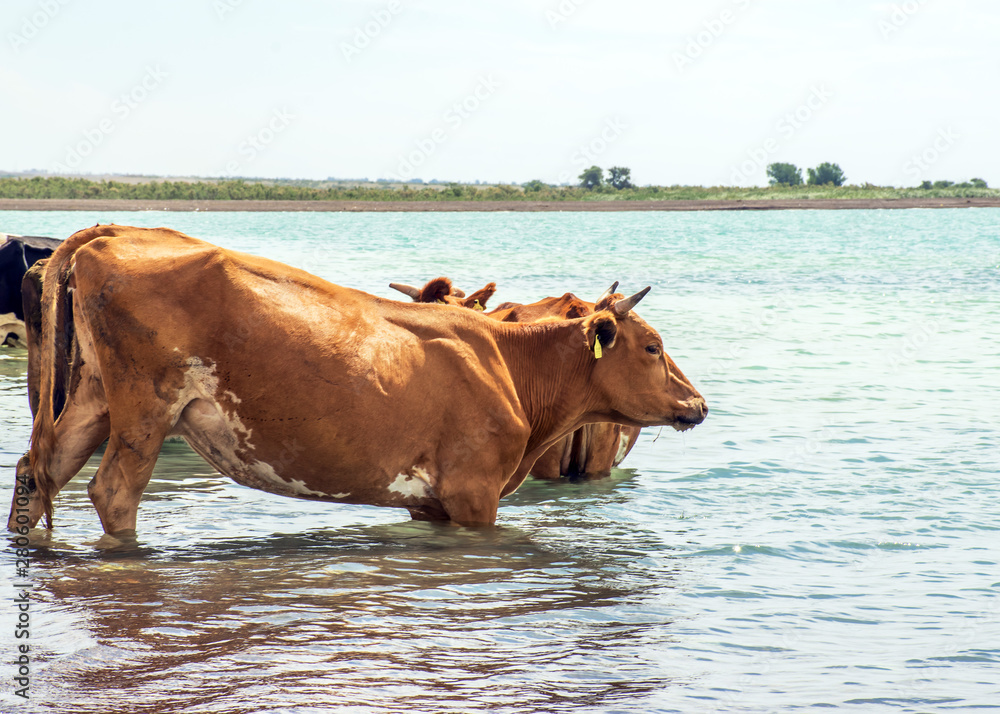 A herd of cows came to drink. Drought on pasture. A bull protects cows at a  watering place. Animals drink water from the lake. Stock Photo | Adobe Stock