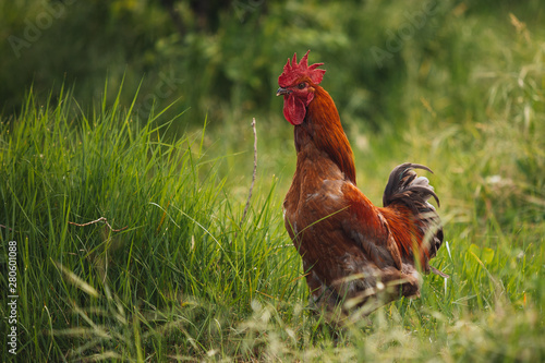Chicken hen in field summer