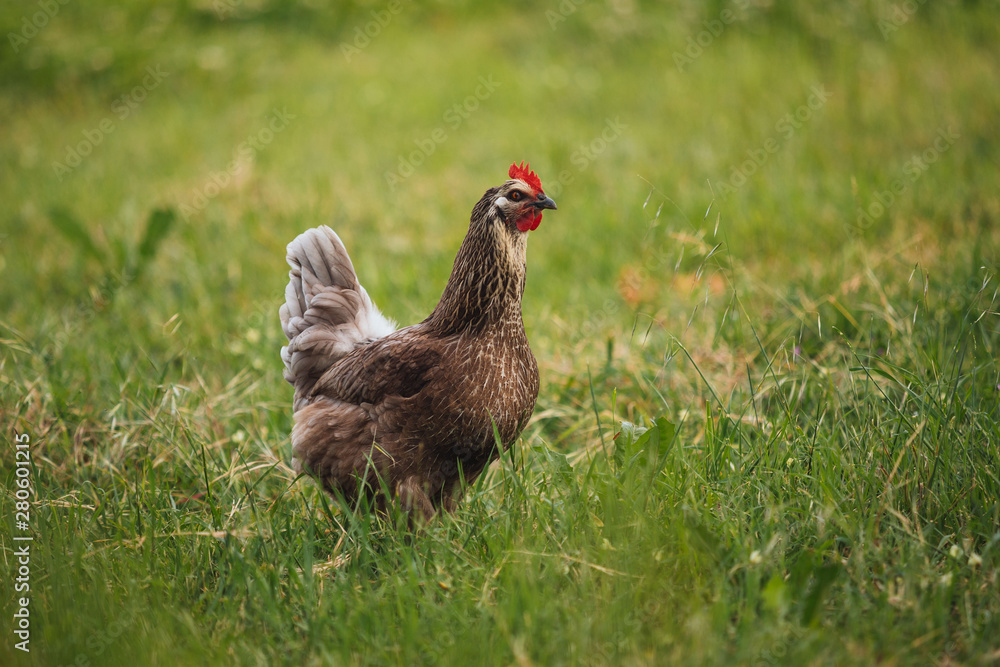 Fototapeta premium Chicken hen in field summer