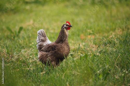 Chicken hen in field summer