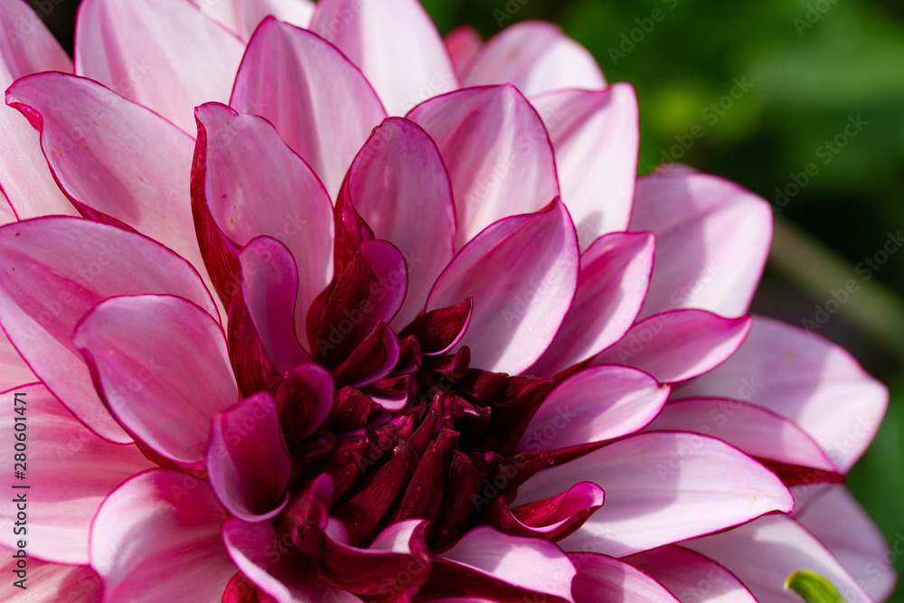 Close-up of a pink Dahlia
