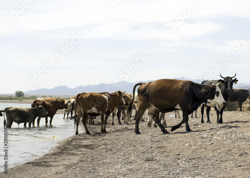 .A herd of cows came to drink. Drought on pasture. A bull protects cows at a watering place. Animals drink water from the lake.