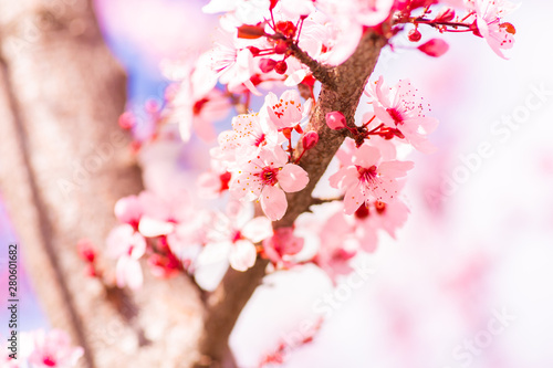 Sakura cherry blossom flowe...