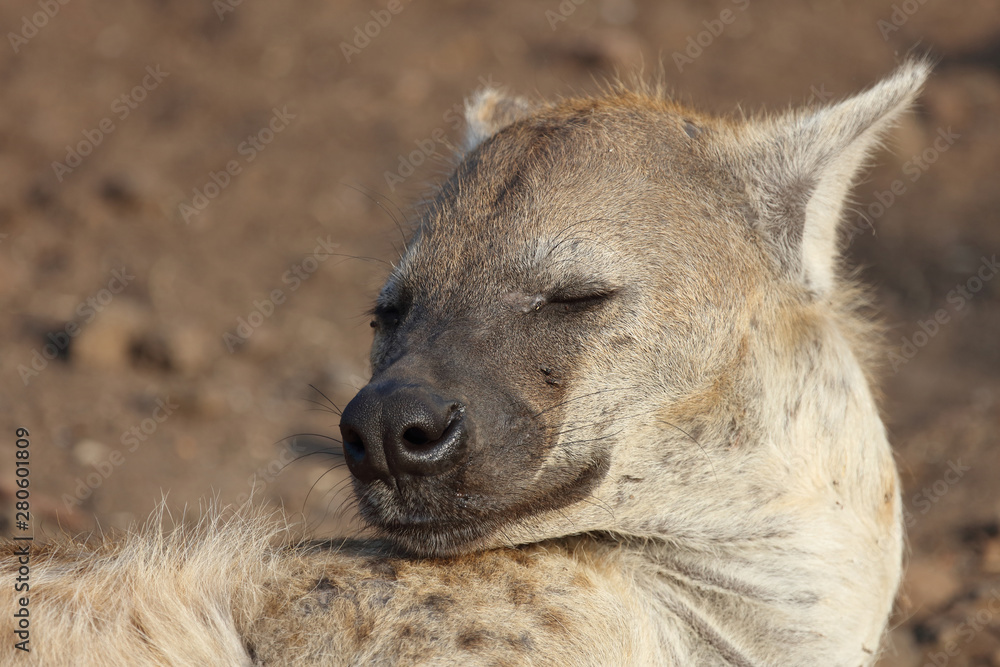 Tüpfelhyäne / Spotted hyaena / Crocuta crocuta Tüpfelhyäne / Spotted hyaena / Crocuta crocuta