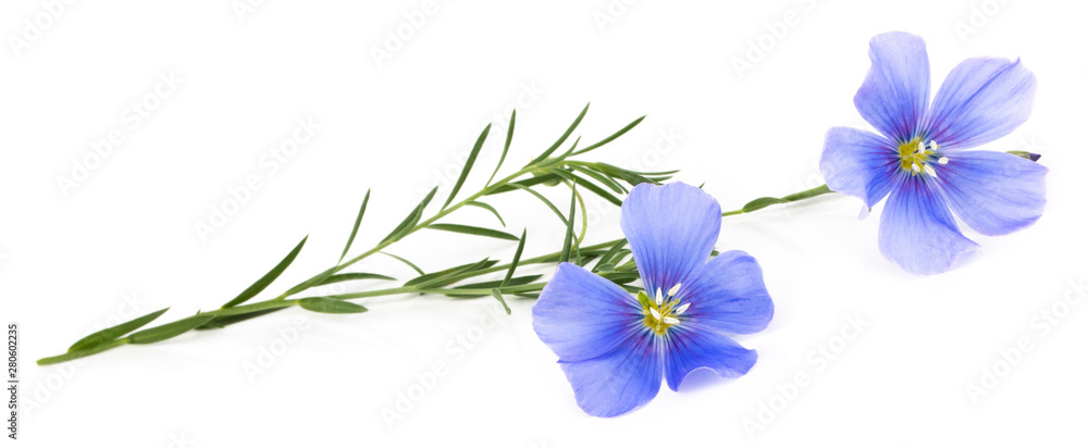 Flax blue flowers isolated on white background - obrazy, fototapety, plakaty 