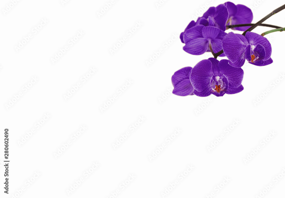 Ultra violet orchid flowers isolated on a white background. Ultra violet orchid flowers isolated on a white background.