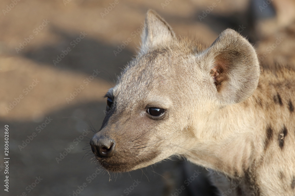 Tüpfelhyäne / Spotted Hyaena / Crocuta crocuta. Tüpfelhyäne / Spotted Hyaena / Crocuta crocuta.