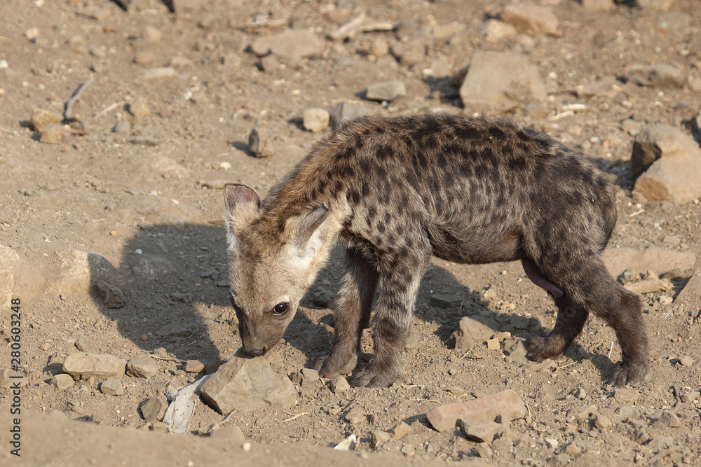 Obraz premium Tüpfelhyäne / Spotted Hyaena / Crocuta crocuta.