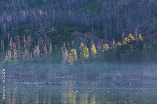 Flock of ducks swimming at Epuyen lake against Andes mountains in Puerto Patriada, Patagonia, Argentina