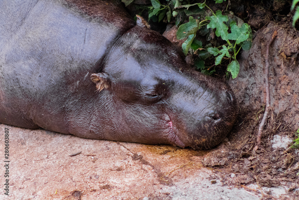 a pygmy hippo resting in its enclosure a pygmy hippo resting in its enclosure